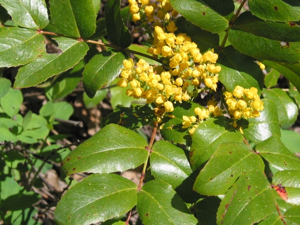 معرفی و راهنمای پرورش درختان زینتی - ماهونیا،توت آبی